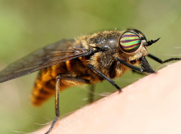 Паут. Слепень Tabanus. Слепень Tabanus bovinus. Слепень полосатый. Двукрылые оводы.